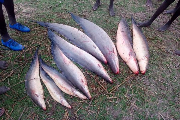 Les bienfaits des poissons frais du Guéré, un atout touristique pour la région